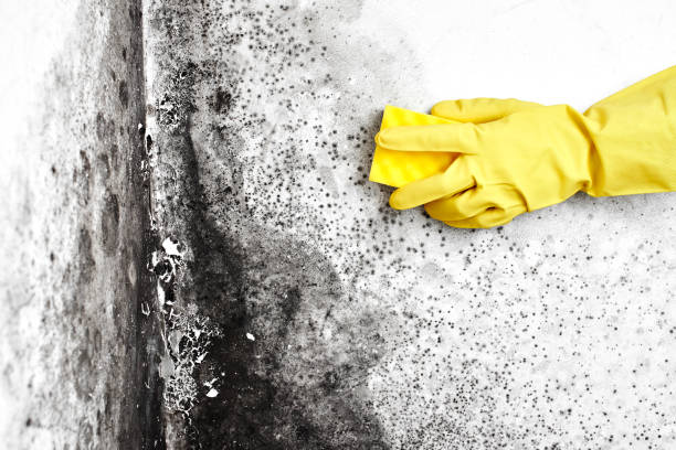 Professional Mold Removal in Dalworthington Gardens, TX